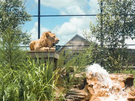 Lion at the Alabama Gulf Coast Zoo in Gulf Shores