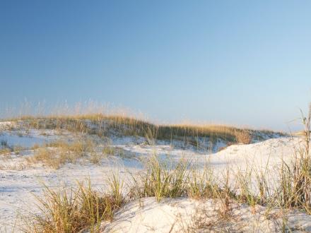 Scenic view of sea oats growing along the sand dunes on the beaches of gulf shores