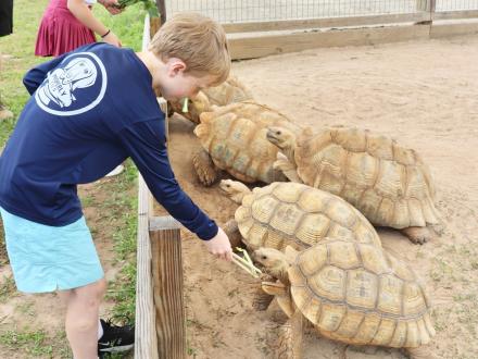 Boy feeding the tortoises at the Alabama Gulf Coast Zoo in Gulf Shores