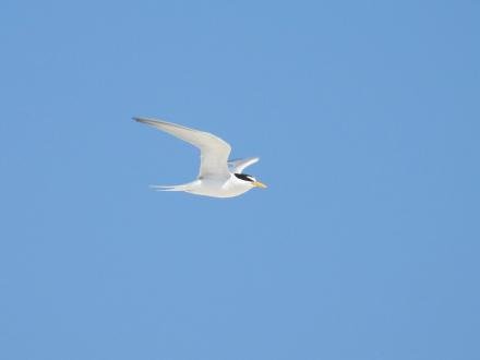 Least Tern shorebird flying above the Gulf in Fort Morgan