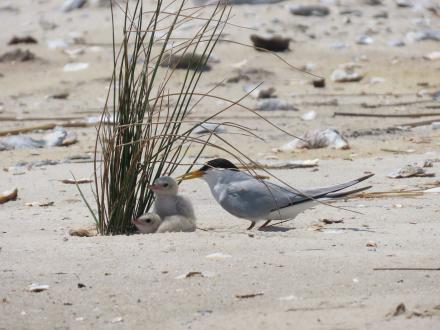 Least Tern and its baby chicks on the beach in Gulf Shores