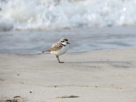 Snowy Plover shorebird on the shoreline in Fort Morgan