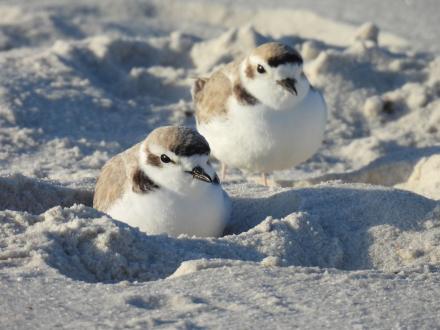 Two Snowy Plover shorebirds on the beach in Gulf Shores