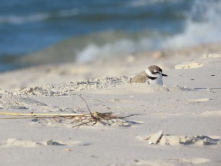 Snowy Plover shorebird near the shoreline on the beach in Gulf Shores