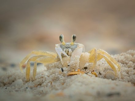 A crab crawling around on Alabama's Beaches