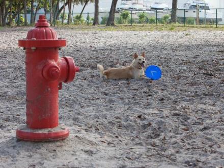 Small dog playing at the Unleashed Dog Park in Orange Beach