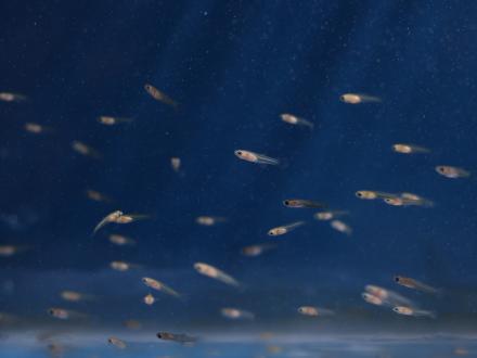 tiny fish at the claud Peteet mariculture center