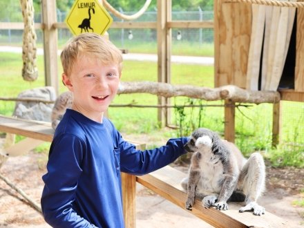 Boy petting a lemur during an animal encounter at the Alabama Gulf Coast Zoo