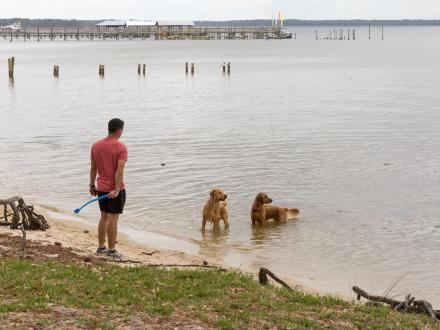 Dogs playing in the bay at Orange Beach Waterfront Park