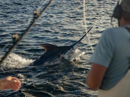 Marlin being reeled in onto Southern Charm's charter boat in Orange Beach