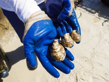 Farm raised oysters at Navy Cove Oyster in Fort Morgan