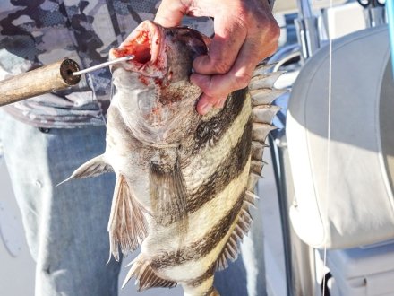Angler holding a sheepshead caught while fishing on Alabama's Beaches