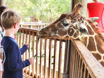 Child playing at the Zoo