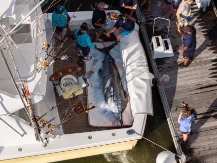 Aeral view of giant blue marlin caught on a boat during the Blue Marling Grand Championship fishing tournament in Orange Beach