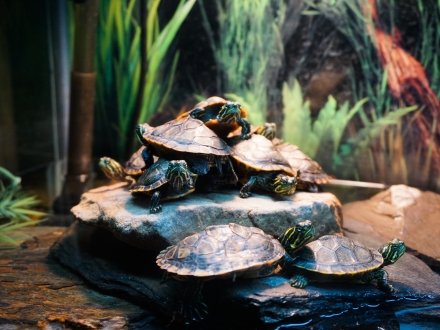 Turtle enclosure at Five Rivers Delta Resource Center in Alabama