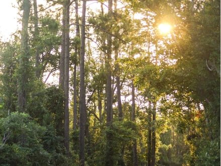 Sun shining through trees along the nature trails in Gulf State Park