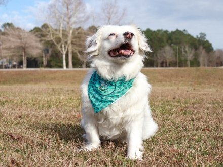 Cute dog wearing a pet bandana from Big Beach Brewing in Gulf Shores
