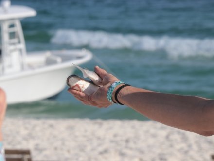 Hand holding a mullet during the Annual Flora-Bama Mullet Toss event
