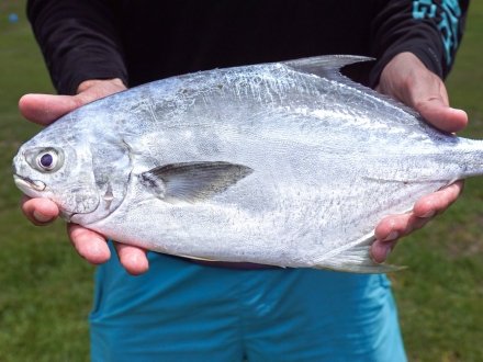 Florida pompano inshore fish caught in Orange Beach
