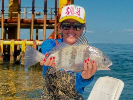Angler holing a sheepshead caught while rig fishing in Gulf Shores