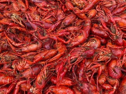 crawfish in gulf shores