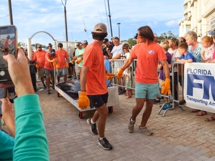 Guys taking a big blue marlin into the weigh-in area at the Orange Beach Billfish Classic