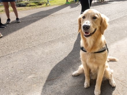 A dog enjoying his vacation on Alabama's Beaches