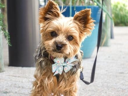 A pet on Alabama's Beaches