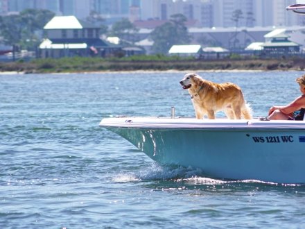 a dog enjoying his boat day on Alabama's Beaches