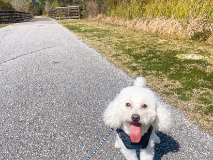 a dog enjoying it's time on a trail in the Gulf State Park during its Alabama's Beaches vacation