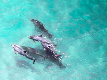 Dolphins swimming in the waterways in Orange Beach