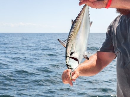 Angler releasing a bonita back in the Gulf