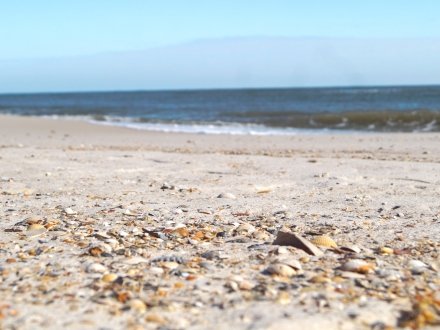 shells scattered across the shoreline at Shell Beach in Orange Beach