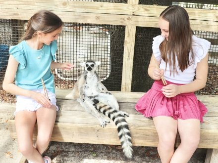 Kids feeding the lemurs at the Alabama Gulf Coast Zoo during an animal encounter.