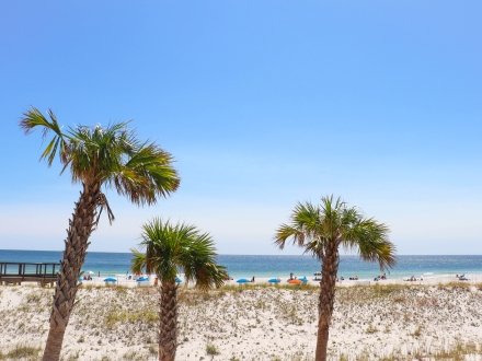Palm trees lining the beach in Gulf Shores