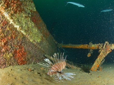 Tropical fish at underwater diving reef in Orange Beach