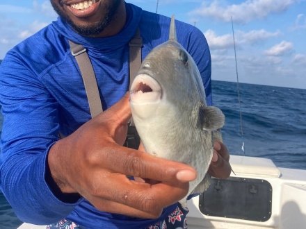 Angler holding a triggerfish caught on an Orange Beach fishing charter