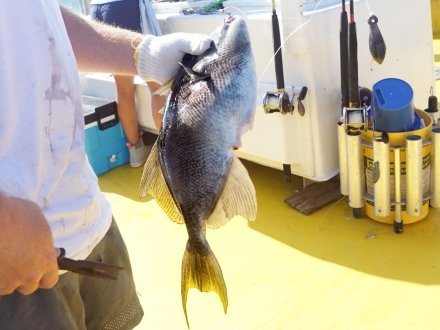 Angler holding a triggerfish caught on an Orange Beach charter boat
