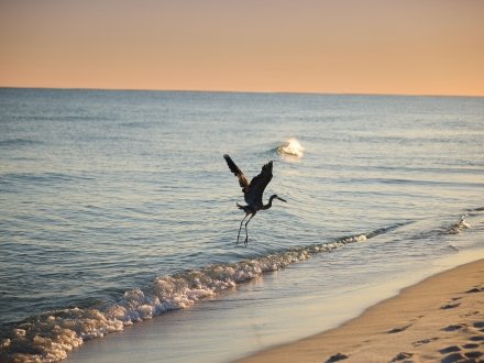 Heron flying over the shoreline on the beach in Gulf Shores