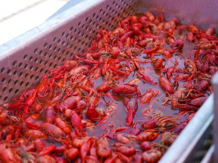 All You Can Eat crawfish in Gulf Shores