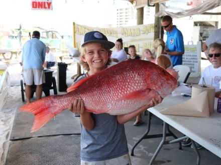 Kid holding a large snapper caught during the Flora-Bama Annual Fishing Rodeo fishing tournament in Orange Beach