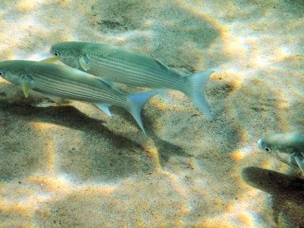 Mullet swimming in the water