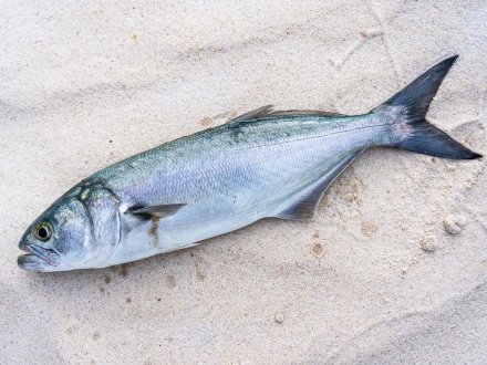 bluefish