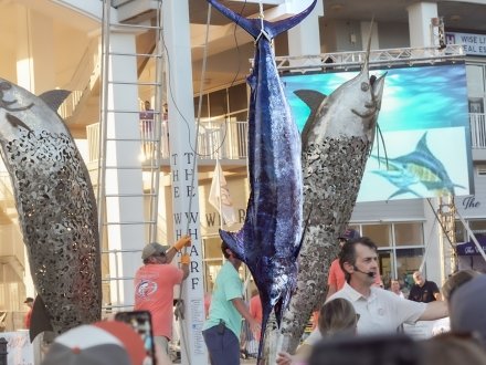 Blue marlin that was caught during the Blue Marlin Grand Championship on Alabama's Beaches