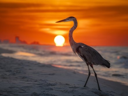 Birding Gulf Shores and Orange Beach Alabama