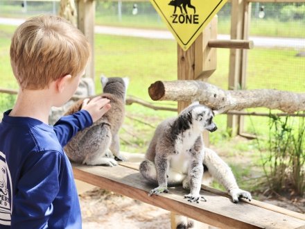 Boy petting lemurs at the Alabama Gulf Coast Zoo in Gulf Shores