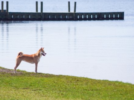 Dog playing at Lake Shelby Dog Pond in Gulf Shores