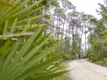 Pine Beach Trail in Bon Secour National Wildlife Refuge