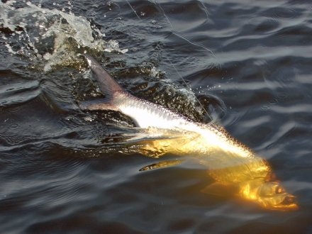Tarpon in the Gulf