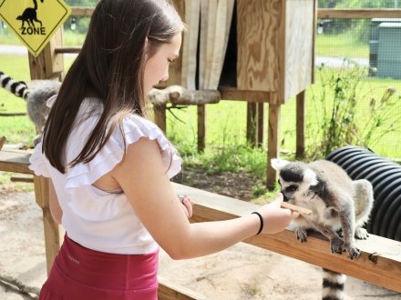 Girl feeding lemurs during an animal encounter at The Alabama Gulf Coast Zoo in Gulf Shores